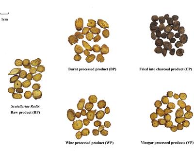 A multidimensional strategy for uncovering comprehensive quality markers of Scutellariae Radix based on UPLC-Q-TOF-MS analysis, artificial neural network, network pharmacology analysis, and molecular simulation